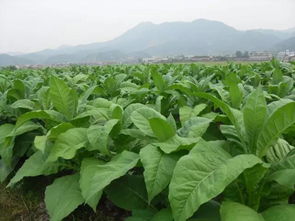 烟草病害的识别与防治