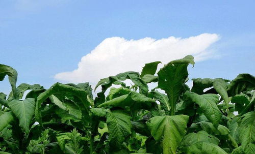 世界顶级烟草产区地图