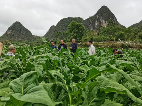 科技赋能绿色发展——广西烟草商业'十三五'以来烟叶生产科技创新工作侧记