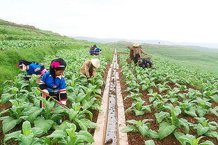 高水平高标准高质量持续推进禄丰现代烟草农业建设